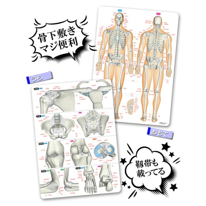 ラウンドフラット 骨と関節まるわかりシート 下敷き 骨・関節イラスト格安セール情報　楽天　通販