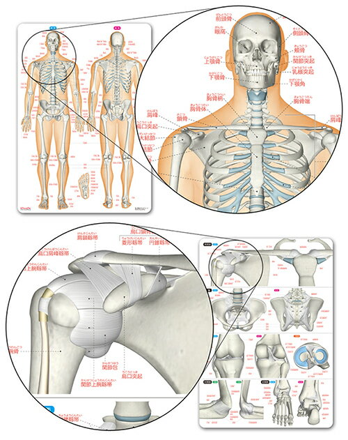 ラウンドフラット 骨と関節まるわかりシート 下敷き 骨・関節イラスト格安セール情報　楽天　通販