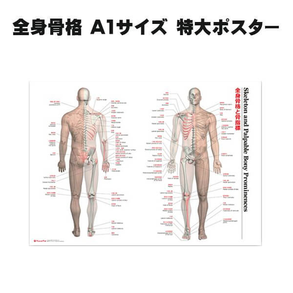 ラウンドフラット セール 全身骨格と骨指標 A1サイズ 特大ポスター 母の日 プレゼント 母の日ギフト