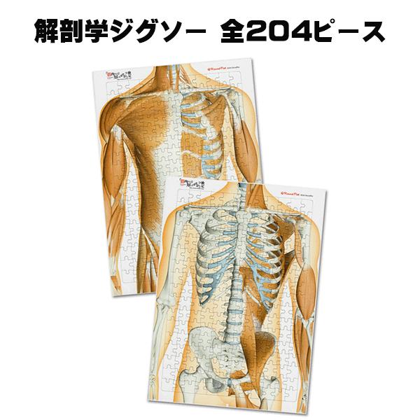 解剖学ジグソー パズル ラウンドフラット セール 全204ピース 母の日 プレゼント 母の日ギフト