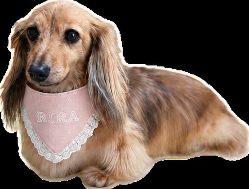 わんちゃんのお名前へ入りバンダナ　ゴールド　スタイ　プレゼント　犬の服　名前...