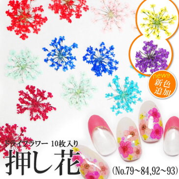 押し花 ドライフラワー (79-84・92-93) ケース入り 10枚入り