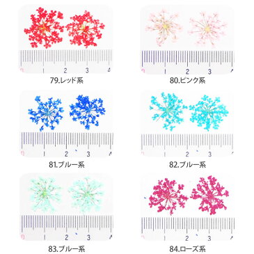 押し花 ドライフラワー (79-84・92-93) ケース入り 10枚入り