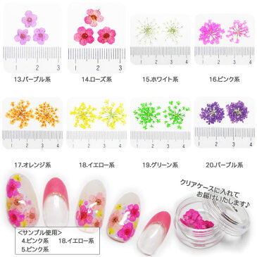 押し花 ドライフラワー (1-20) ケース入り 10枚入り