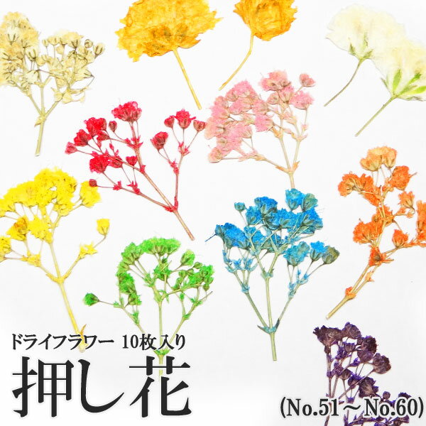 押し花 ドライフラワー （51-60・147） 10枚入り