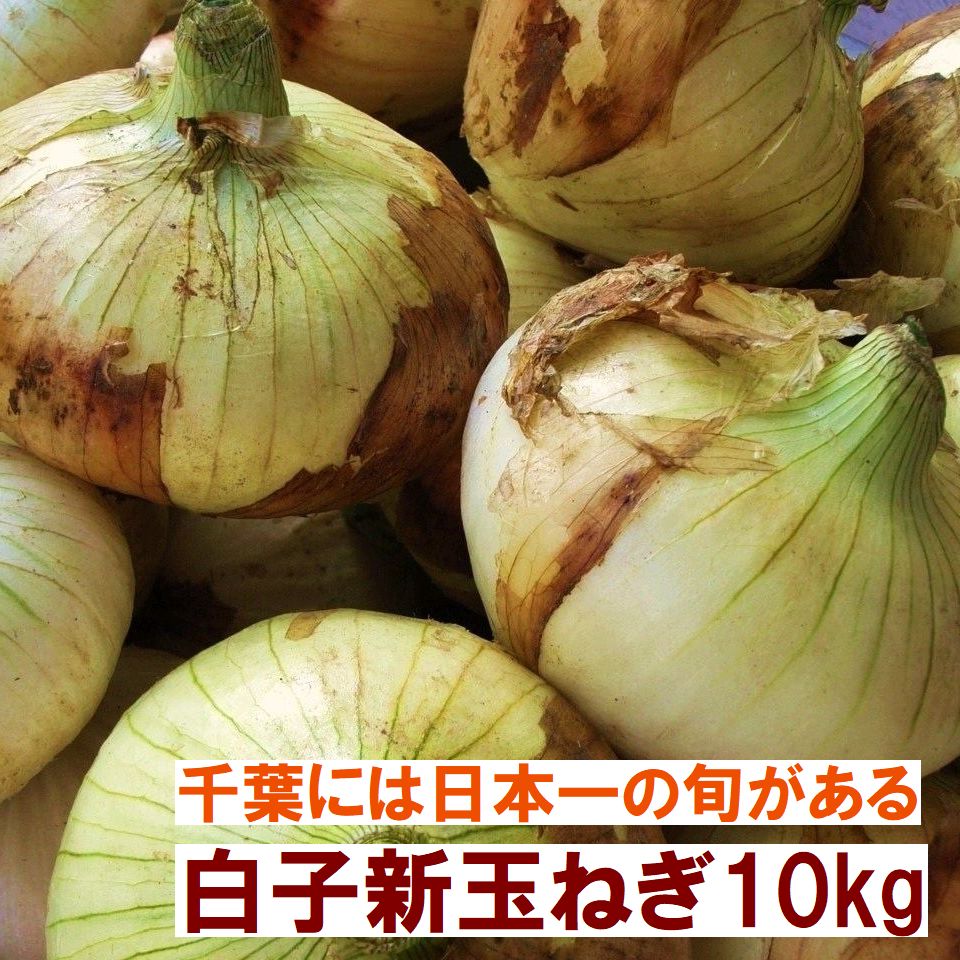 白子 白子新玉ねぎ10kg ｢砂地の畑｣で 丹精込めて育てた 肉厚 養分たっぷりの 大きな新玉ねぎです 同じ白子新玉ねぎでも、土の畑で育てた白子新玉ねぎとは別格の美味しさです「糀弁当のプクプク」が惚れ込んだ白子新玉ねぎ、千葉の初夏、旬の逸品を、どうぞお召し上がりください