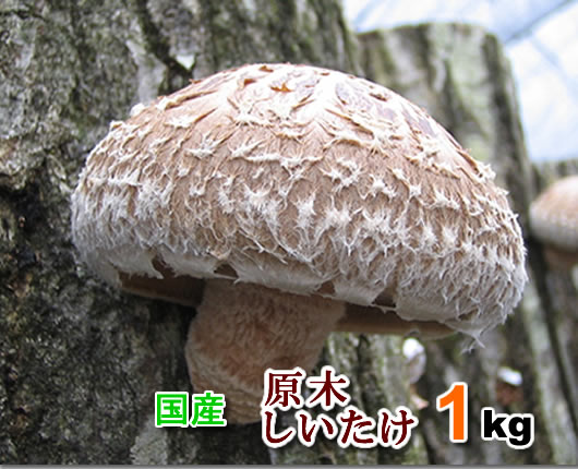 λ1kg(϶ݾ)10P25Oct14