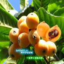 【送料無料】高知・香川産びわビワ枇杷茂木びわ4パック入り1箱 北海道1000円・沖縄は送料1500円10P30May15