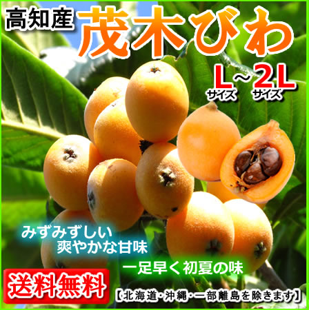 【送料無料】高知・香川産びわビワ枇杷茂木びわ4パック入り1箱 北海道1000円・沖縄は送料1500円10P30May15