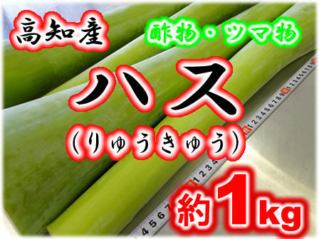 高知産・ハス りゅうきゅう ハスイモ 蓮芋約1kgのサムネイル