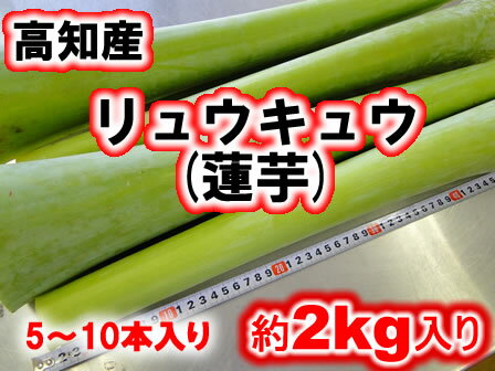 高知産・ハス りゅうきゅう ハスイモ 蓮芋約2kgのサムネイル