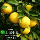 【送料無料】高知産土佐小夏5kgサイズお任せご家庭用5kg お土産 コナツ 日向夏北海道1000円沖縄送料1500円父の日10P30May15【オススメ】05P18Jun16