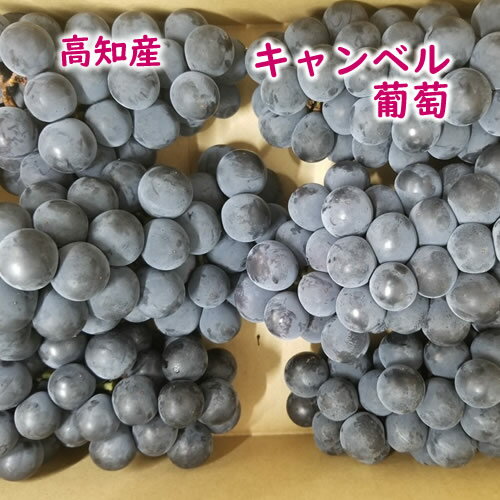 高知産・黒ぶどうキャンベル約2kg・9房〜12房入 お土産、北海道1000・沖縄送料1500円 高知産・黒ぶどうキャンベル約2kg・9房〜12房入 お土産、北海道1000・沖縄送料1500円
