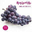 高知産・黒ぶどうキャンベル約2kg・5房~6房入指定 お土産、北海道1000・沖縄送料1500円