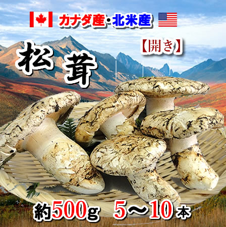 最安値正規品販売 送料無料 まつたけ アメリカ カナダ産 松茸約500g入りまつたけ マツタケ秋の味覚 サマツ北海道1000円 沖縄は送料1500円05p28sep16 ベジタブル フルーツｐｕｒｅ マツタケ秋の味覚 サマツ北海道1000円 沖縄は送料1500円05p28sep16食品 送料無料