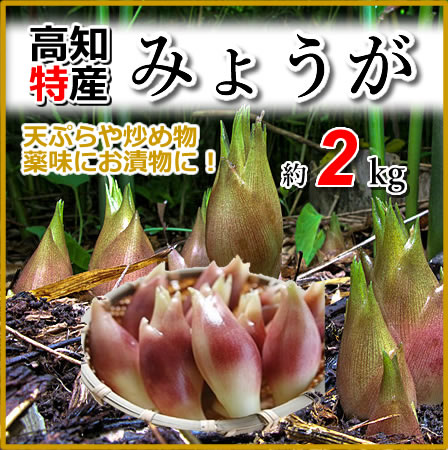 全国お取り寄せグルメ高知その他の野菜No.9