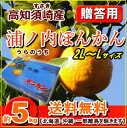 送料無料・高知須崎産浦の内ぽんかん5kg贈答用　北海道1000円・沖縄は送料1500円【RCP】05P07Feb16