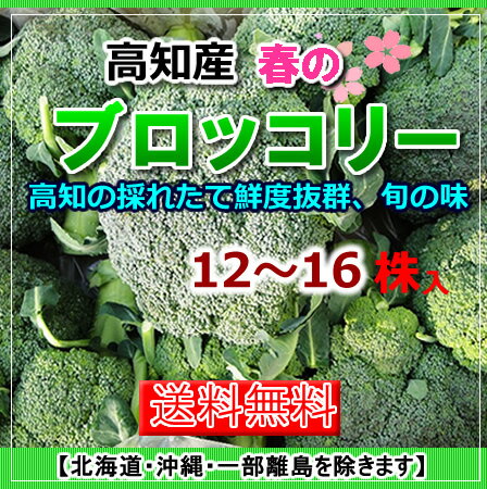 高知産ブロッコリー12〜16株入り送料無料、北海道沖縄は別途送料必要ですのサムネイル