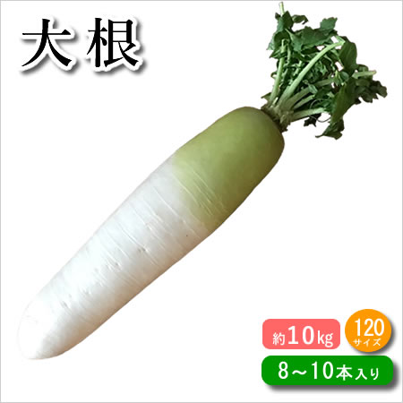 国産 大根 8本~10本入り 約10キロ 時期により産地は変わります。