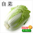 国産　白菜　5～6玉入り　13～14キロ　送料無料(北海道・沖縄は別途送料必要となります)時期により産地は変わります。