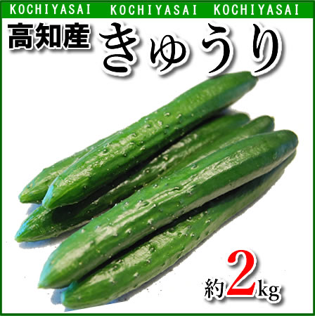 全国お取り寄せグルメ高知野菜・きのこNo.21