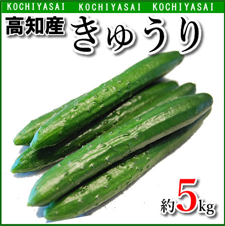 【ふるさと納税】【令和6年度出荷分】【秀品】新鮮 朝採りきゅうり 2kg以上