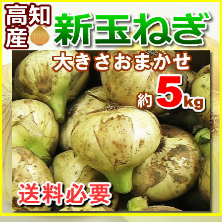 【送料別】高知産・新玉ねぎ新たまねぎ約5kg・