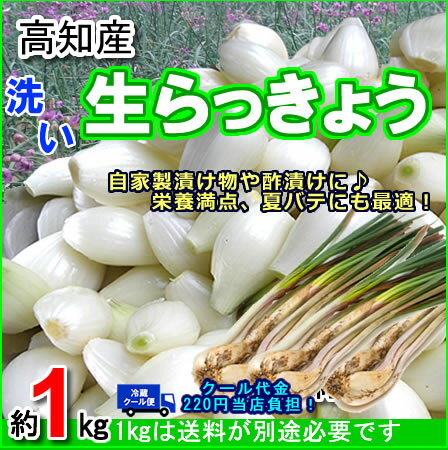 高知産洗いラッキョウ約1kg送料別 らっきょう