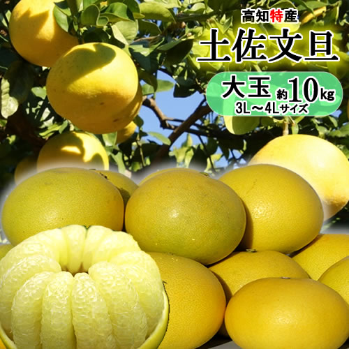 楽天市場】土佐文旦 10kg 送料無料 3l~の通販 楽天市場】土佐文旦 10kg 送料無料 3l~の通販