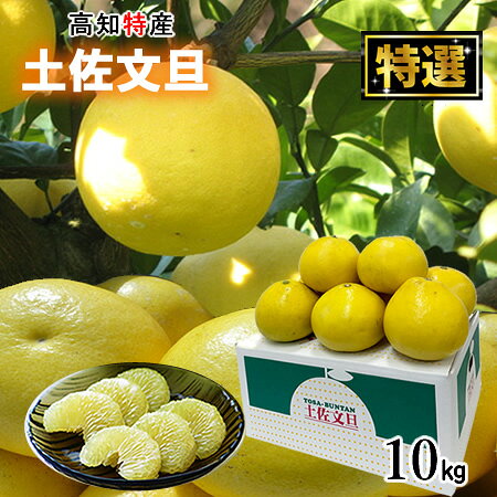 【送料無料】【ご贈答用】高知特産　土佐文旦　露地文旦　文旦　大玉サイズ　3L〜4Lサイズ　12〜18玉入り　約10キロ　北海道・沖縄別途送料必要です