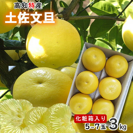 【送料無料】【ご贈答用】高知特産 土佐文旦 露地文旦 文旦 大玉サイズ 4L～3Lサイズ 4～6玉入り 約3キロ 北海道・沖縄別途送料必要