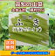 【送料無料】高知産ふき水煮2kg高知山菜ふき北海道沖縄は別途送料必要です。