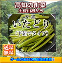 高知イタドリ北海道1000円・沖縄1500円送料ご負担頂きます。 長期休日は連休明けでの発送になります事ご了承下さい。北海道1000円・沖縄1500円送料ご負担頂きます。 長期休日は連休明けでの発送になります事ご了承下さい。