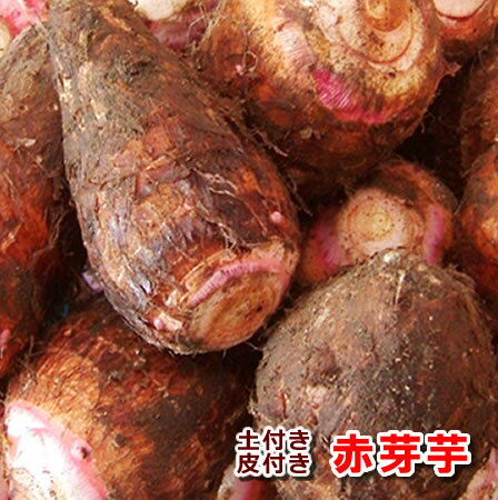 高知土佐山村産赤芽里芋約4kgセレベス 皮付き赤芽