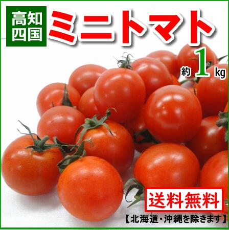 【送料無料】国産ミニトマト プチトマト約1kg高知トマトサミット北海道1000円沖縄は送料1500円