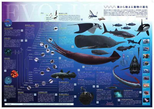 赤池学先生(世界一受けたい授業)監修ポスター『海から始まる動物の進化』A2判 赤池学先生(世界一受けたい授業)監修ポスター『海から始まる動物の進化』A2判