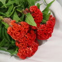 【生花】ケイトウ(久留米)5本 色選べる「おしゃれ」「奇妙」生け花 花束 アレンジメント