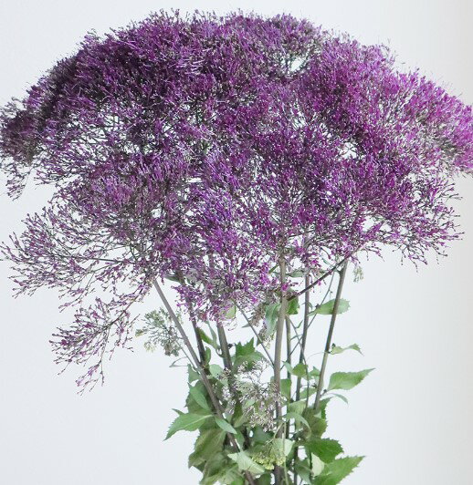 【生花】夕霧草5本 「はかない恋」 「優しい愛情」 生け花 花束 アレンジメント