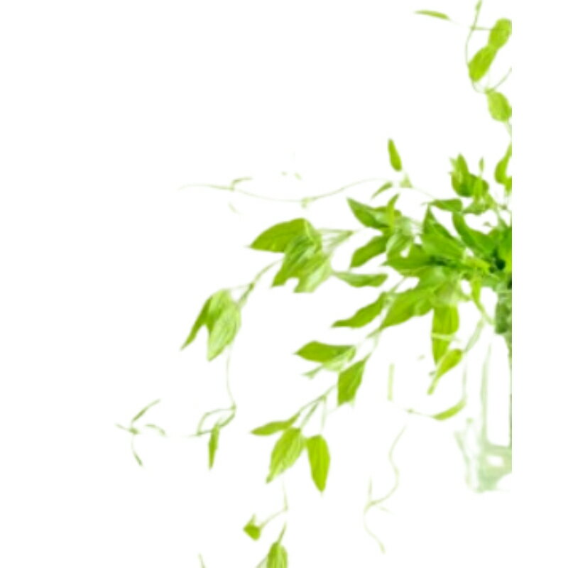 「生花」利休草5本 「奥ゆかしさ」花束 アレンジメント