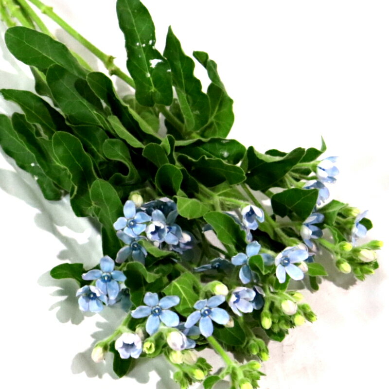 楽天市場】青 ブルー(植物の本数5本)(花束・切花|花・観葉 楽天市場】青 ブルー(植物の本数5本)(花束・切花|花・観葉