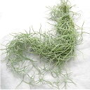 PURIZA エアープランツチランジア スパニッシュモス ウスネオイデス 30g 50センチ前後 AirPlants Tillandsia usneoides インテリア観葉植物 壁掛け