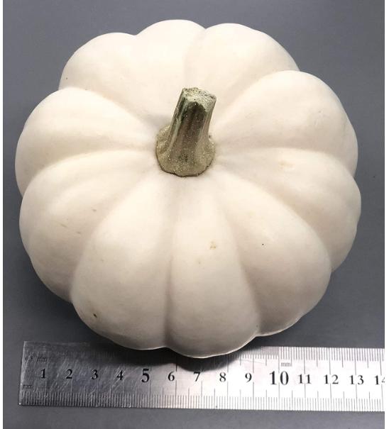 ハロウィン 白かぼちゃ 15cm前後 カボチャ 生かぼちゃ 飾り南瓜 ジャック.オー ランタン用 カボチャ シール付き