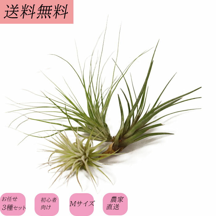 トーホク　花の種/種子　白花かすみ草　種 （追跡可能メール便発送　全国一律370円）00566