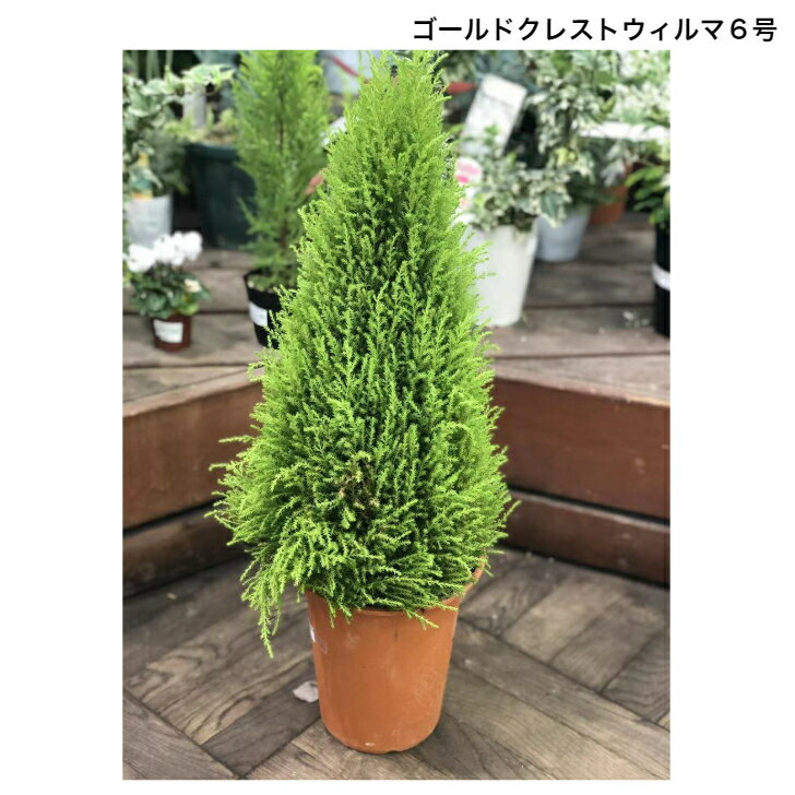 コニファー ゴールドクレスト 7号 ウィルマ 植木 ガー