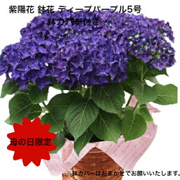 紫陽花 ディープパープル 【母の日ギフト】花鉢 鉢カバー付き (ディープパープル)ギフト 母の日プレゼント 紫陽花（あじさい アジサイ）5号鉢 生花 園芸 鉢植え 50代 60代 義母 継母