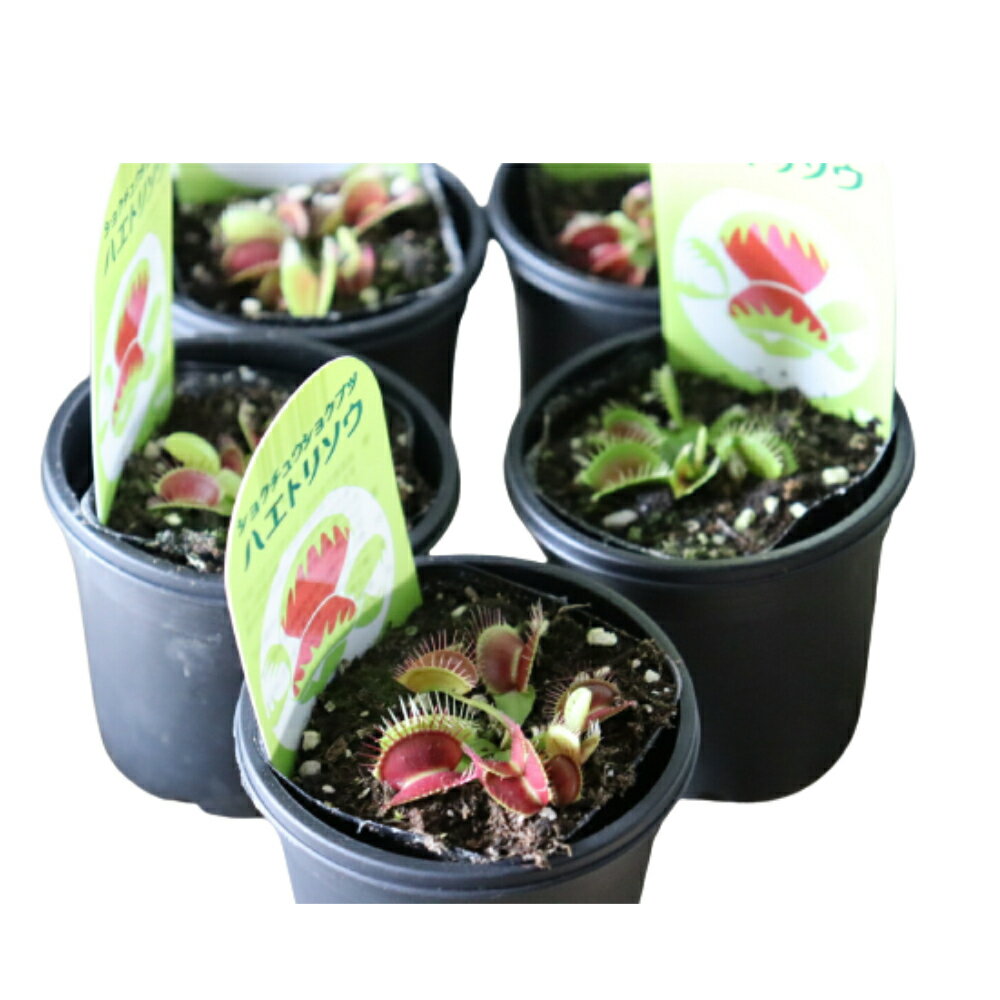 ベランダの虫除けに効果のある人気おすすめなアイテム 植物11選 コレで完璧 暮らし の