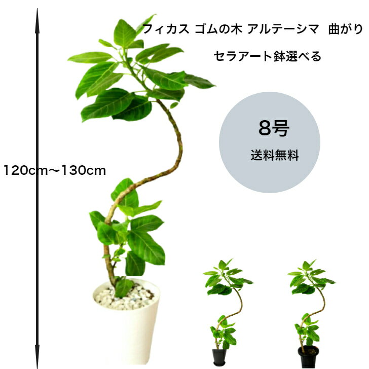 フィカス（ゴム） 【白石付き】フィカス アルテシマ アルテシーマ 8号鉢 90〜130cm前後 「永遠の幸せ」セラアート鉢 色選べる アルテーシマ ゴムの木 インテリア