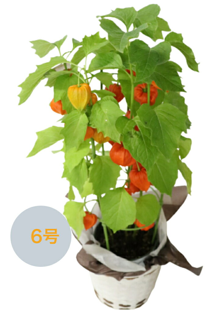 鉢物 生花 ほおずき 5号鉢 6号鉢 選べる 鉢植え 鉢カバー付き ホウズキ 鬼灯 ホオズキ 鉢植え お誕生日 プレゼント 父 母 祖父 祖母 退職祝い 記念日 お祝い お中元 御中元 苗 鉢植え サマーギフト お供え お盆 初盆 新盆のサムネイル