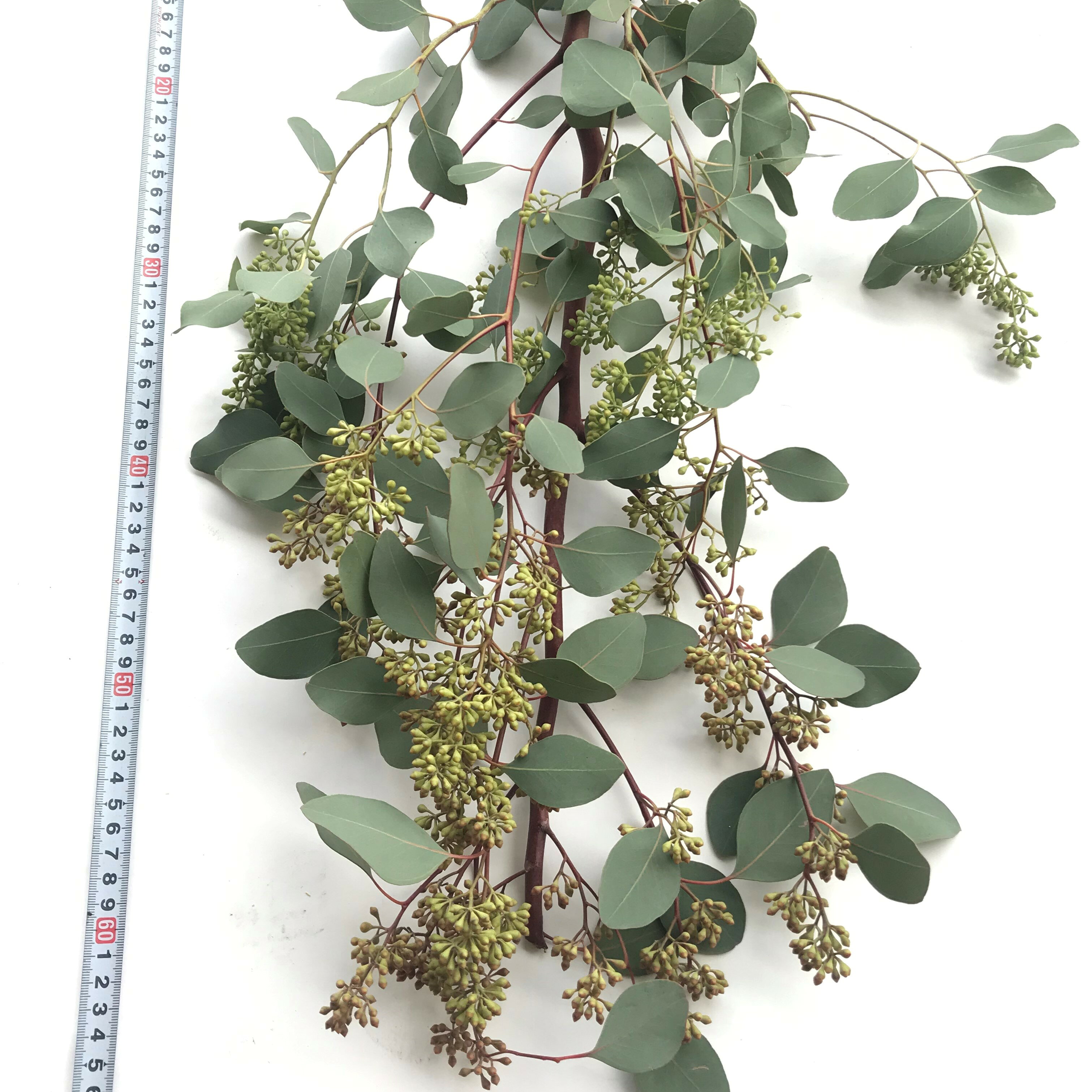 【生花】エダモノユーカリポポラスベリー 実付 など 1束 ( 約3本〜4本)切花 切り花...