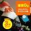 ぷるんちゃん楽天市場店